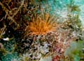 008 Tube anemone