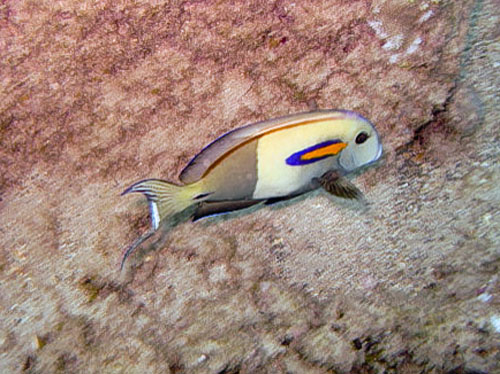 109 Orange Band Surgeonfish