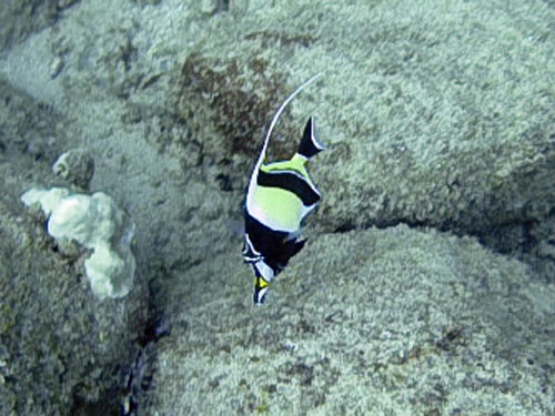 111 Moorish Idol