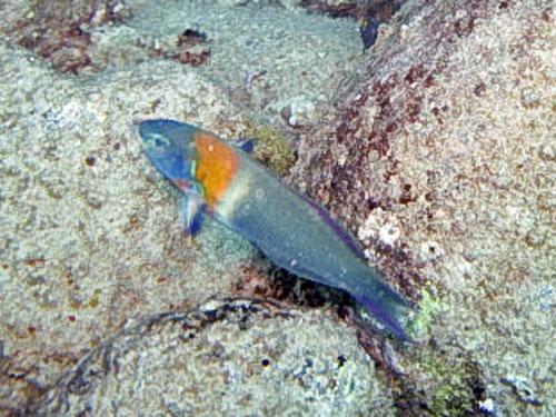 112 Saddle Wrasse