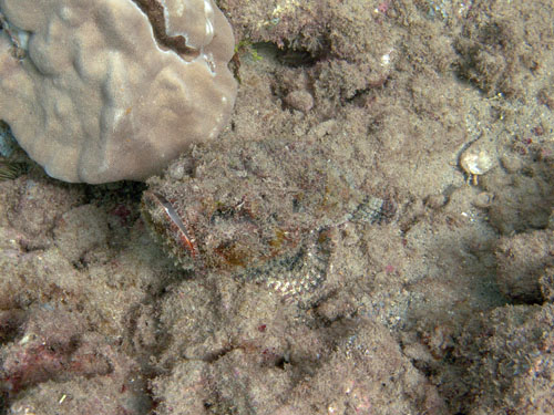 117 Devil Scorpionfish