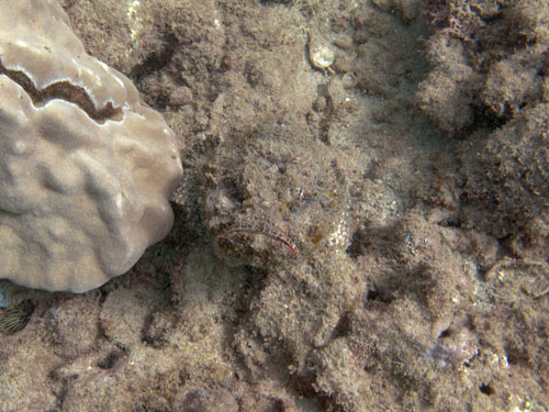 118 Devil Scorpionfish