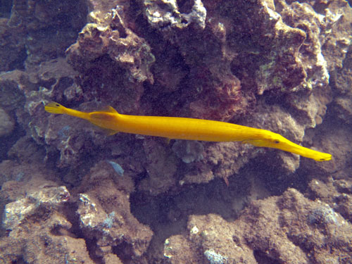 121 Trumpetfish