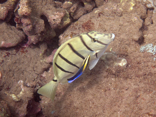 126 Convict Tang and Hawaiian Cleaner Wrasse