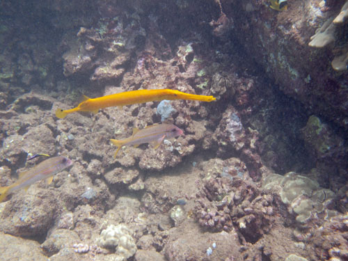 128 Trumpetfish and Bluestripe Snapper