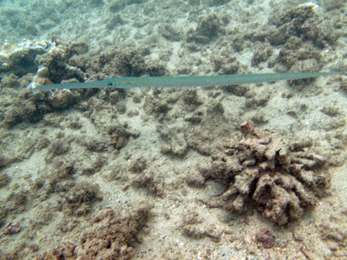 129 Cornetfish