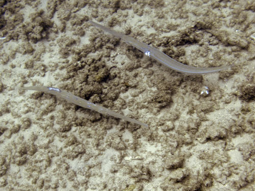 130 Cornetfish