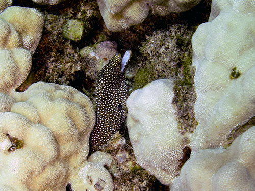 134 Whitemouth Moray Eel