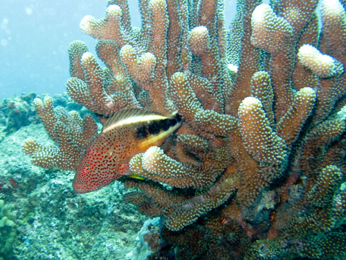 137 Balckside Hawkfish