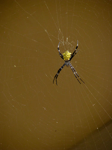 223 Hawaiian Garden Spider