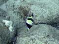 111 Moorish Idol