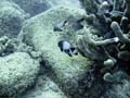 113 Whitespot Damselfish