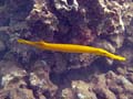 121 Trumpetfish