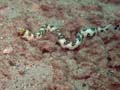 143 Snowflake Eel