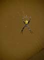 223 Hawaiian Garden Spider