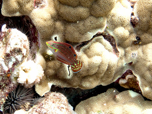 003 Juvenile Ornate Wrasse