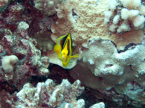 006 Fourspot Butterflyfish