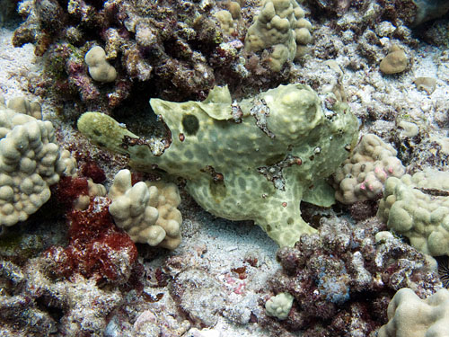 010 Frogfish