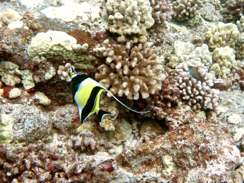 014 Moorish Idol