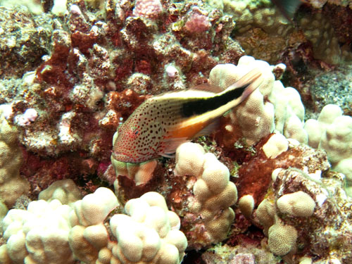 015 Blackside Hawkfish