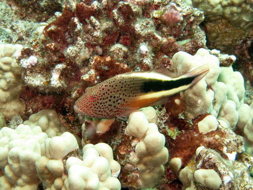 016 Blackside Hawkfish