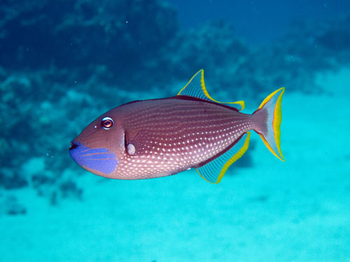 019 Male Bluegill Triggerfish