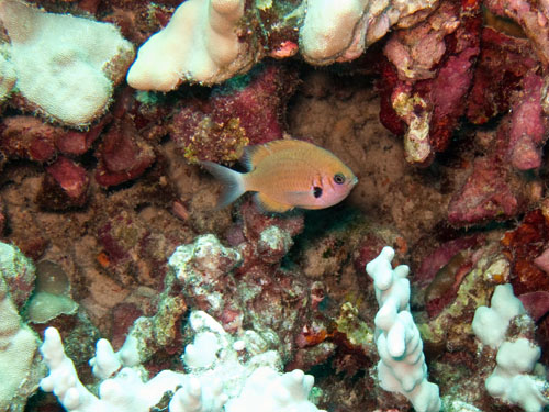 023 Agile Chromis Damselfish