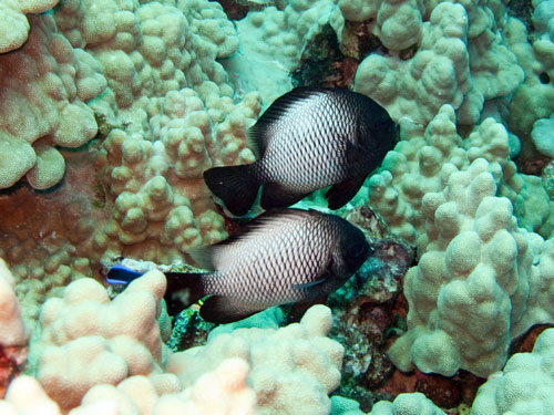 024 Whitespot Damselfish at cleaning station