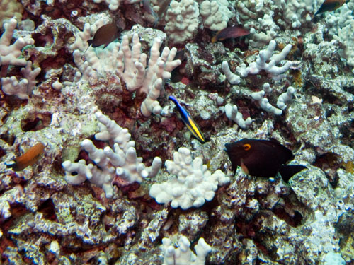 029 Hawaiian Cleaner Wrasse and  Goldring Surgeonfish