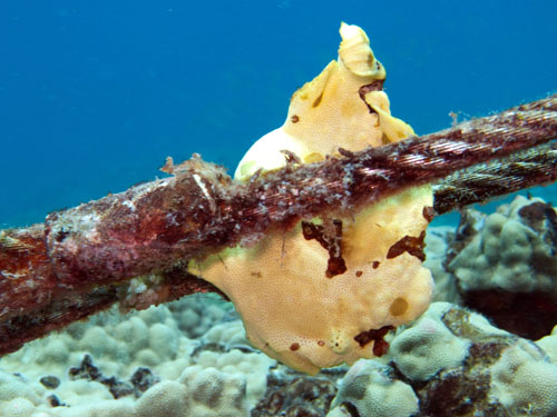 036 Frogfish