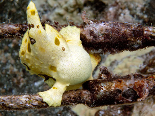 037 Frogfish