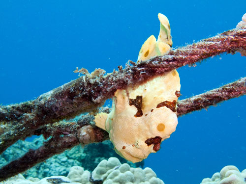 038 Frogfish