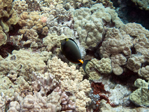 042 Orange Spine Surgeonfish