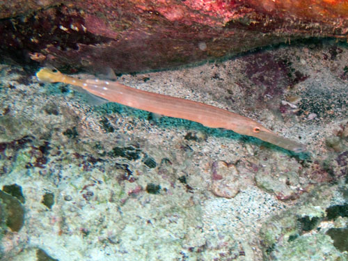 045 Trumpetfish