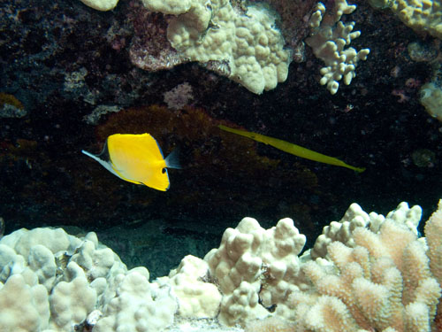 047 Forceps Butterflyfish and Trumpetfish