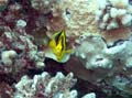 006 Fourspot Butterflyfish