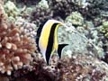 013 Moorish Idol