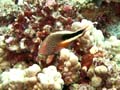 015 Blackside Hawkfish