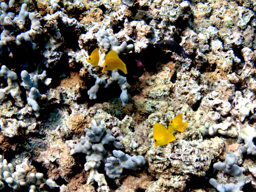 006 Yellow Tangs