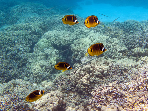 007 Raccoon Butterflyfish and Coronetfish