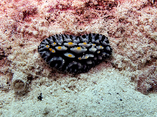 013 Fried-egg Nudibranch