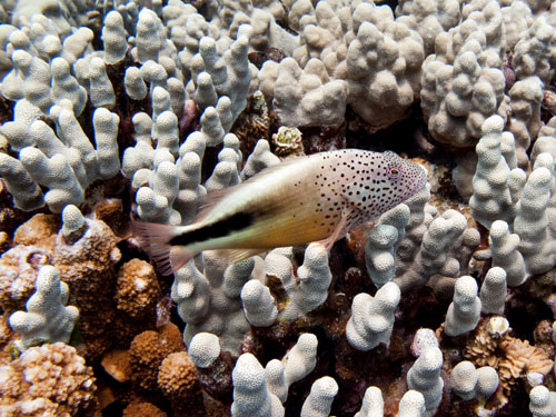 020 Black Side Hawkfish