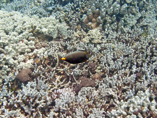 021 Orange Spine Surgeonfish