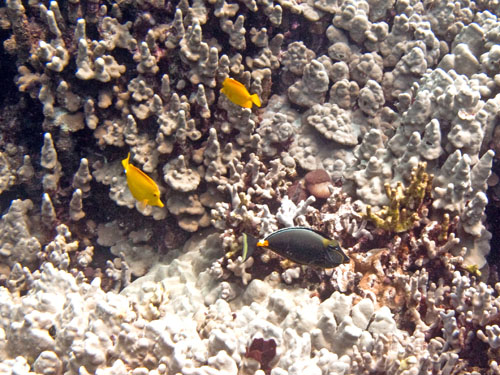 023 Yellow Tangs and Orange Spine Surgeonfish