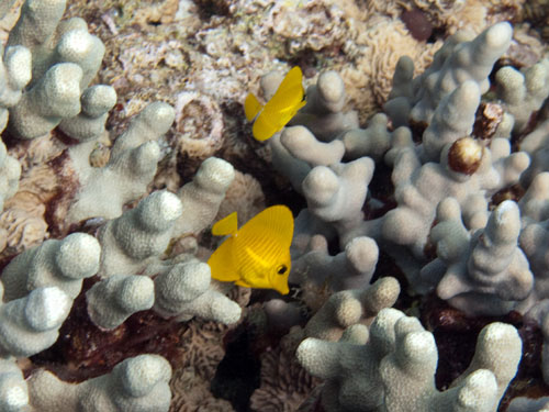 024 Yellow Tangs