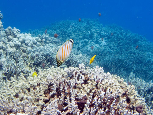 026 Ornate Butterflyfish