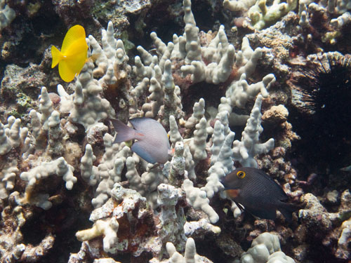 028 Yellow Tang and Goldring Surgeonfish