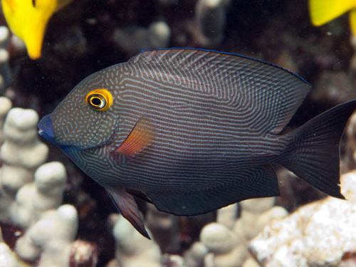 030 Goldring Surgeonfish