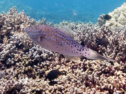 031 Scrolled Filefish