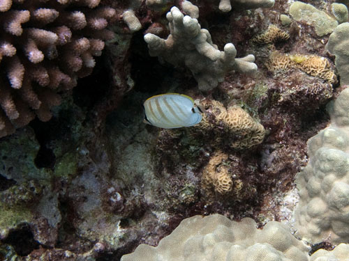 034 Pebbled Butterflyfish